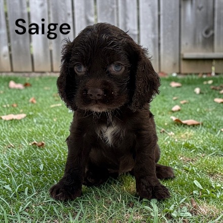 puppy, for, sale, Cocker Spaniel, Joe & Cherri  Overlease, dog, breeder, Miller, MO, dog-breeder, puppy-for-sale, forsale, nearby, find, puppyfind, locator, puppylocator, aca